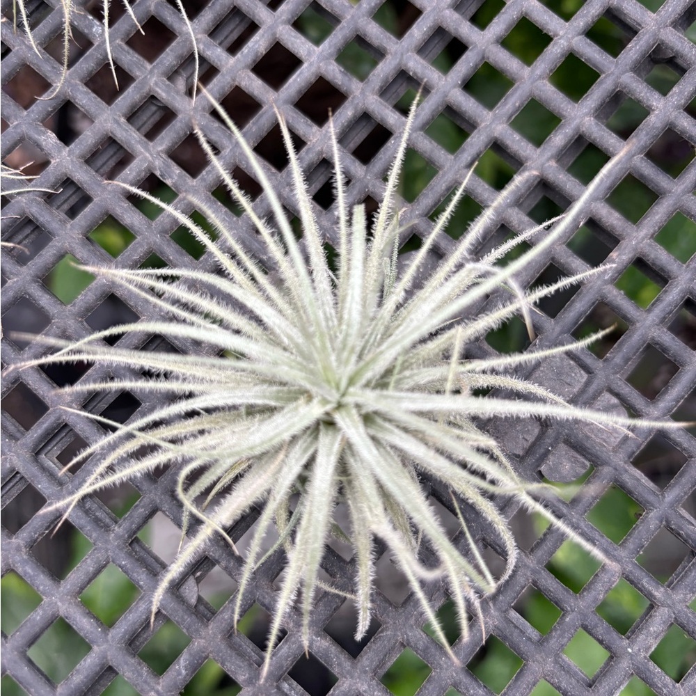 Silvery Air Plant (Tillandsia) - Soft Fuzzy Rosette